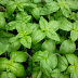 All About Basil