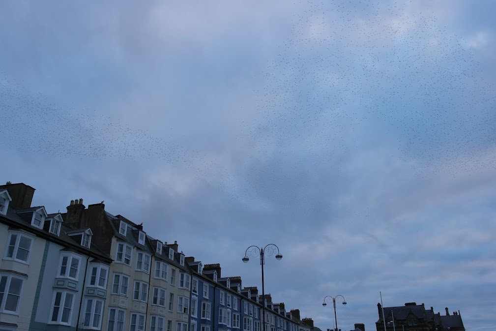 starling murmuration wales starling murmuration wales