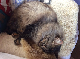 Oksa sleeping