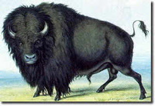 "Búfalo"