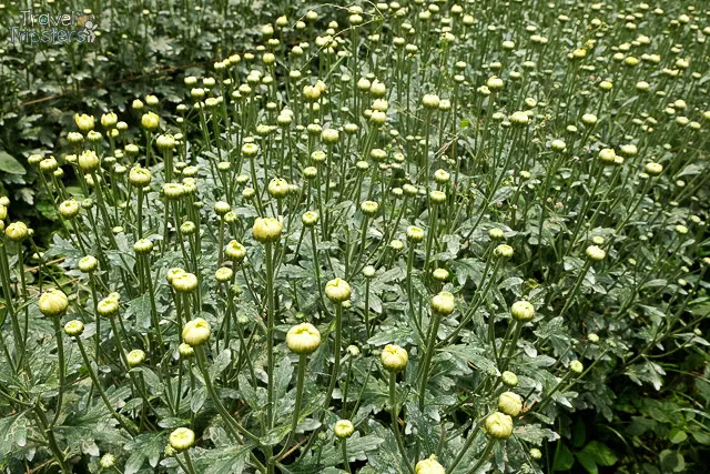 bahong flower farm