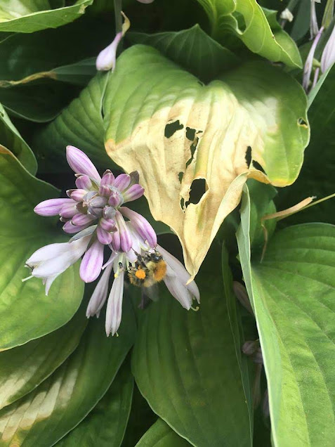 bee biology lake district bee biology lake district