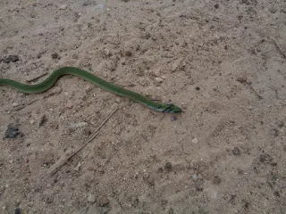 Green snake spotted crawling across the road during the ride