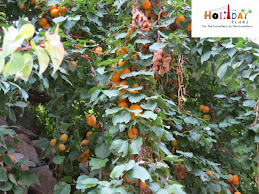 Bunch of apricots Bunch of apricots