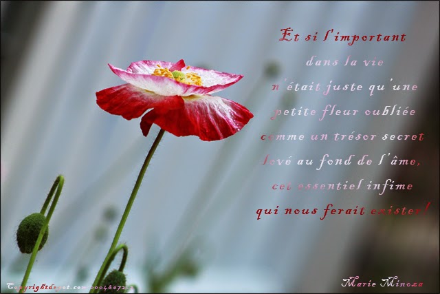 Au Pays Des Images Et Des Mots Citation Et Si L Important