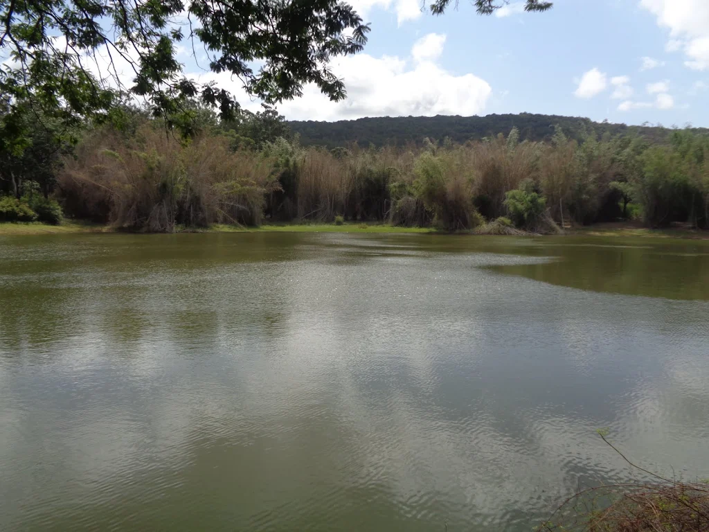 134) Bettamugilalam Aiyur Forest (7/8/2016)