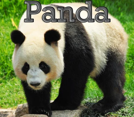 How to Recover from Google Panda Effect : eAskme