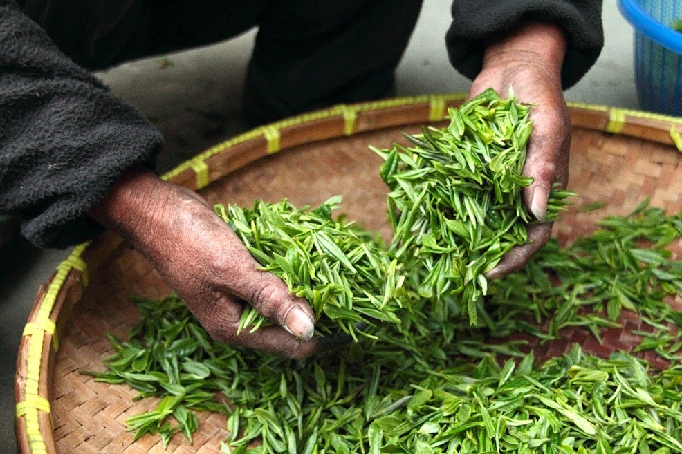 Зелёный чай с плантации