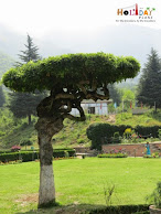 Unique Tree Unique Tree at chashme shahi