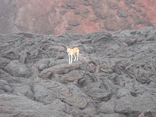 Dog on lava - followed us from the bottom to the top