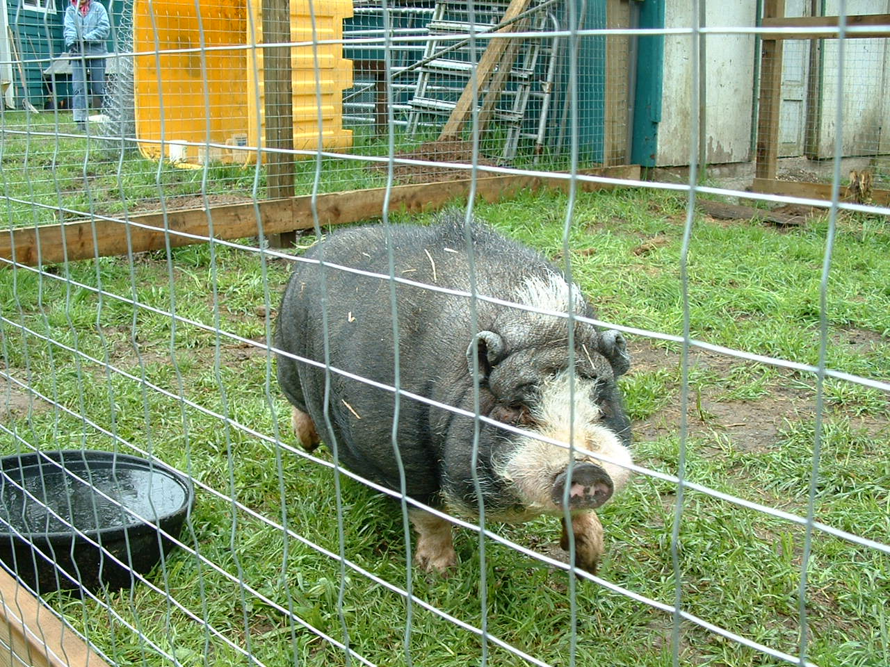 Hearts On Noses, A Mini Pig Sanctuary April Showers Bring May Flowers