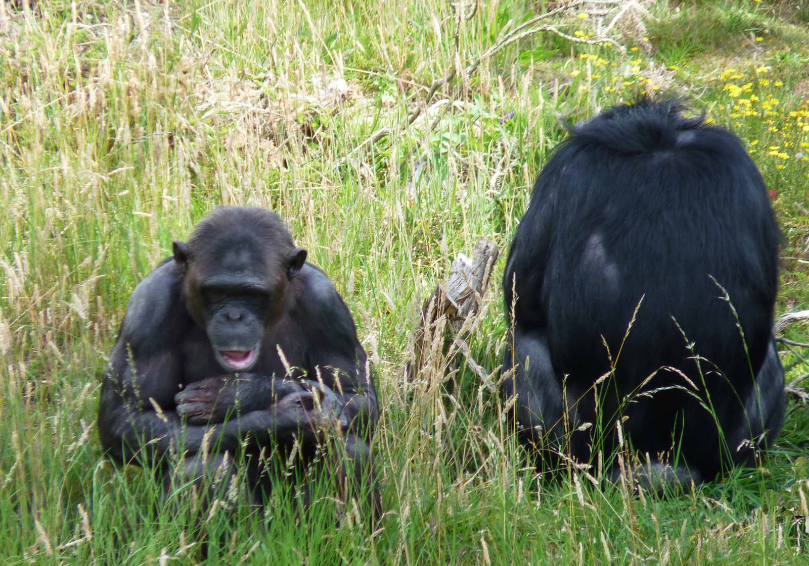 Dorset Allsorts: Monkey World