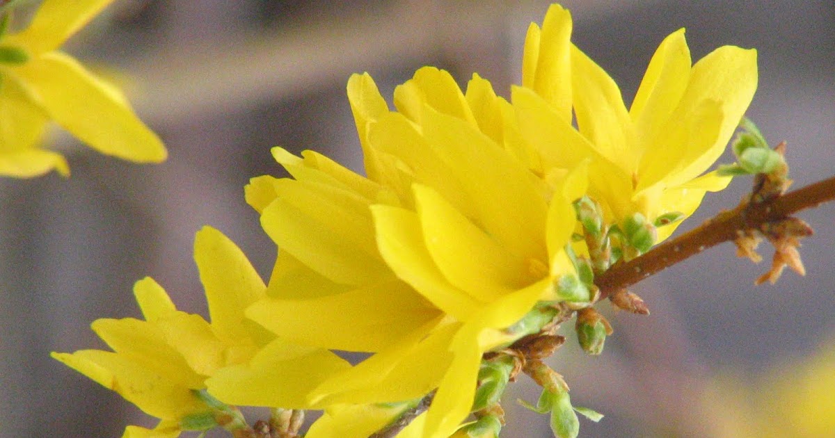 Patch Blogger The Forsythia Is Blooming In December Three