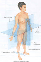 PLANOS DE SIMETRIA