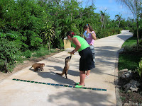 coatis, hotel club tulum, riviera maya, cancun, caribe, mexico, Riviera maya, cancun, Mexico, caribbean, Riviera maya, cancun, Mexique, Caraïbes, vuelta al mundo, round the world, La vuelta al mundo de Asun y Ricardo