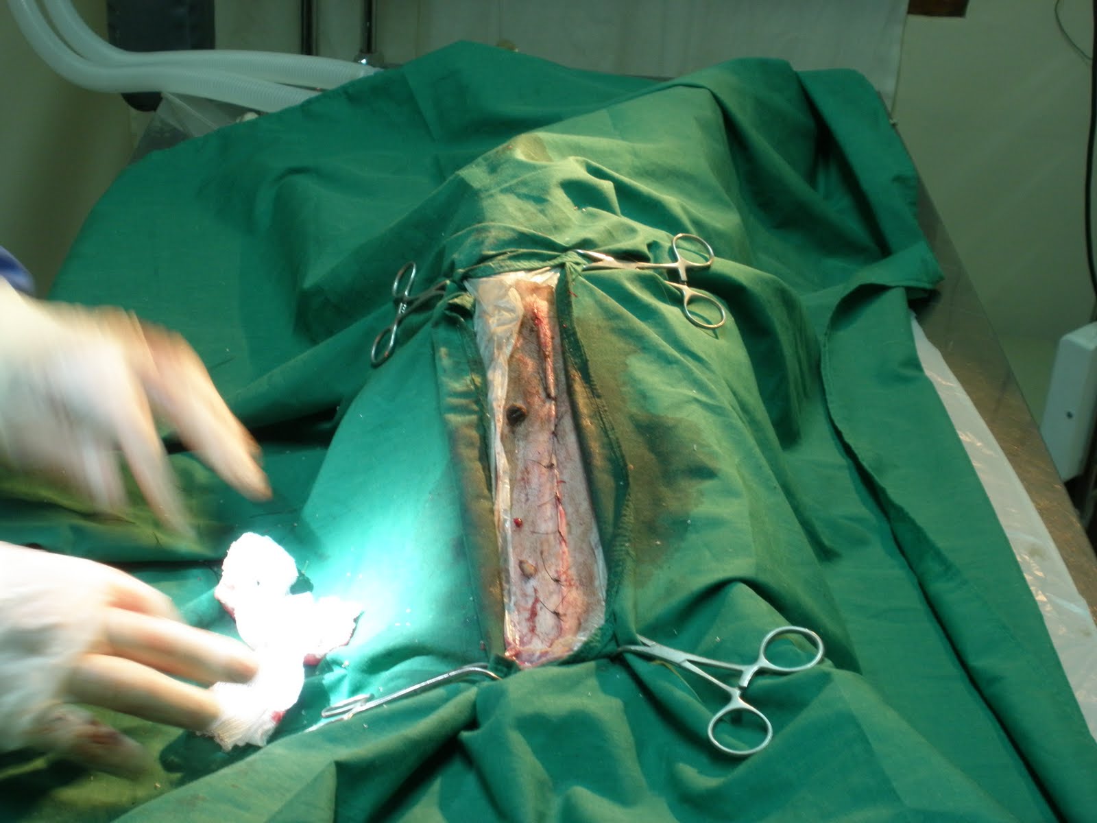 LA PEÑA DE VETERINARIA UNNE: PIOMETRA