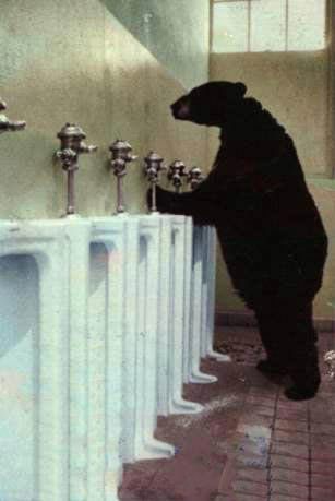 [bear+toilet.jpg]
