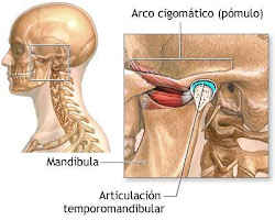 la articulación temporo-mandibular