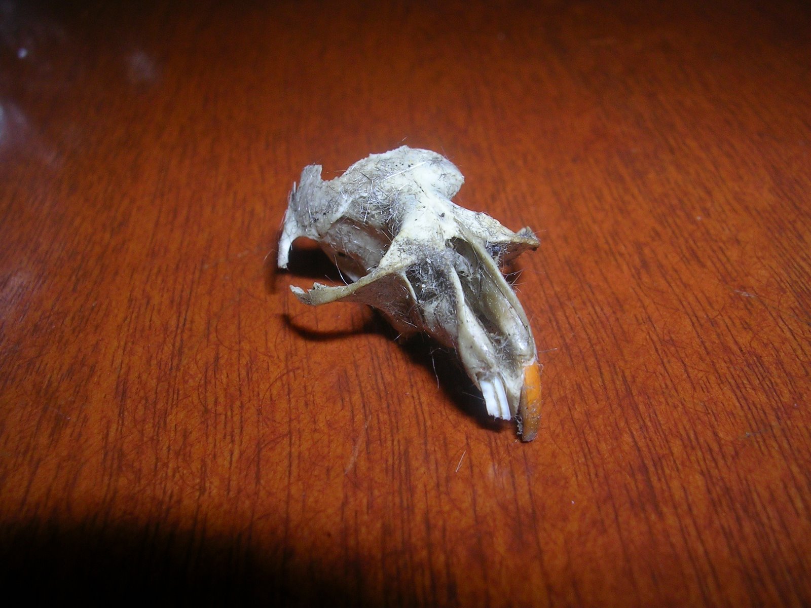 [Rodent+skull.JPG]