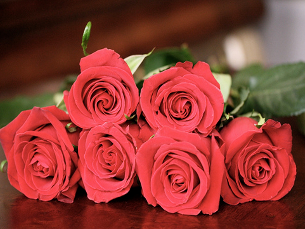Beautiful+Red+Roses.jpg