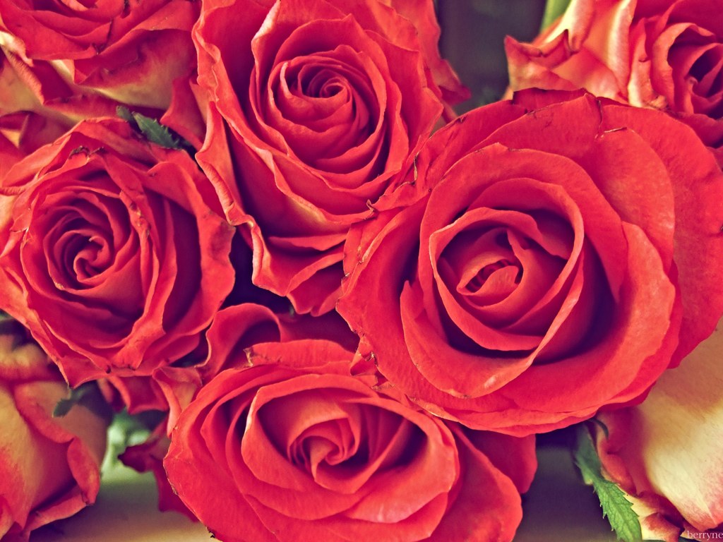 Buncha+Of+Roses.jpg