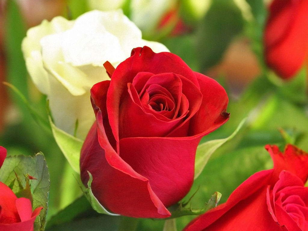 Amazing+Love+Red+Roses.jpg