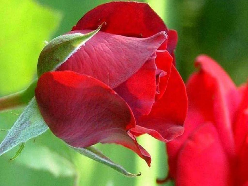 Red+Rose+From+The+Garden.jpg