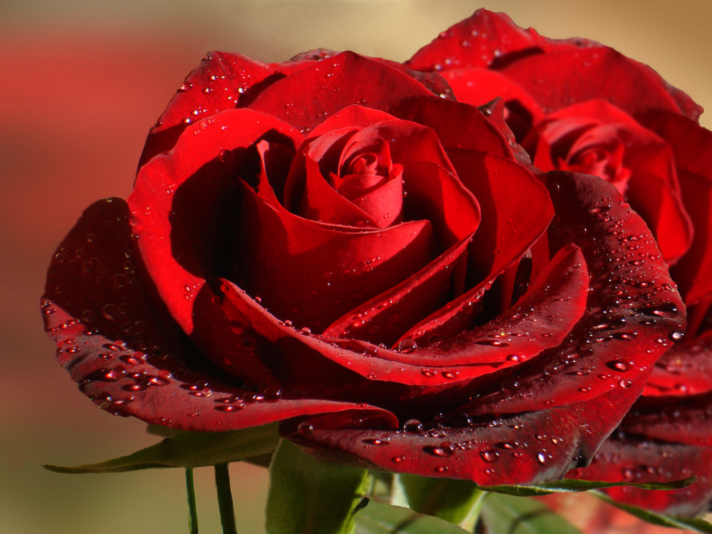 Incredible+Red+Roses.jpg