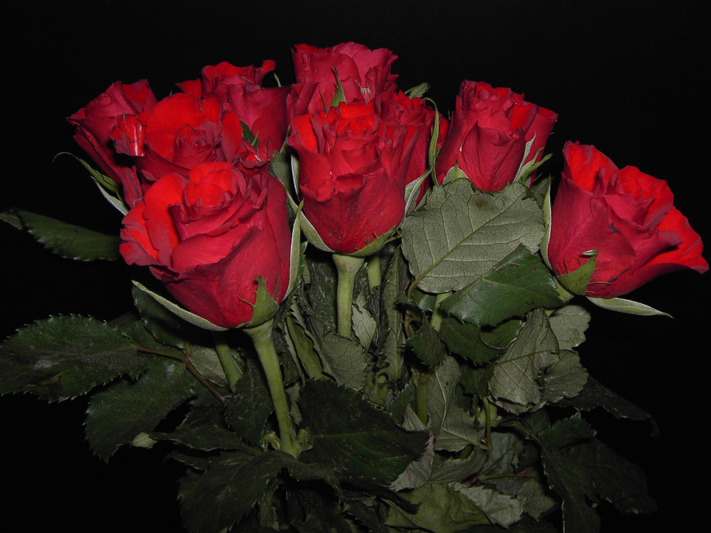 Night+Red+Roses.jpg