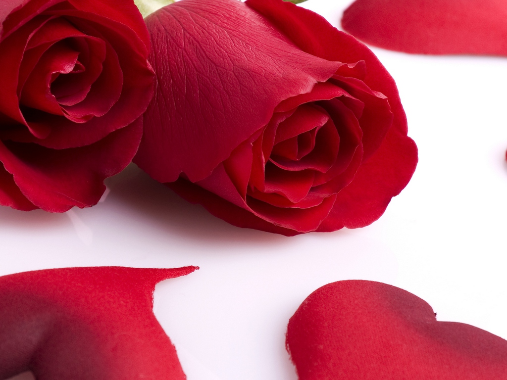 Pretty+Red+Roses.jpg