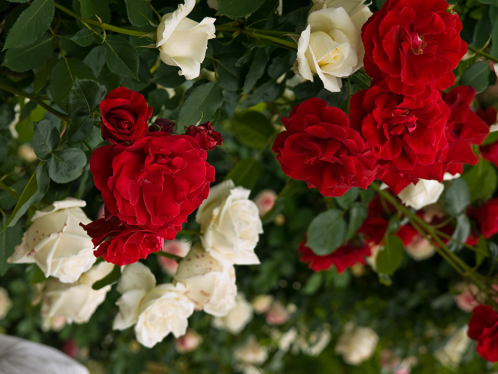 Red+Roses+in+garden.jpg