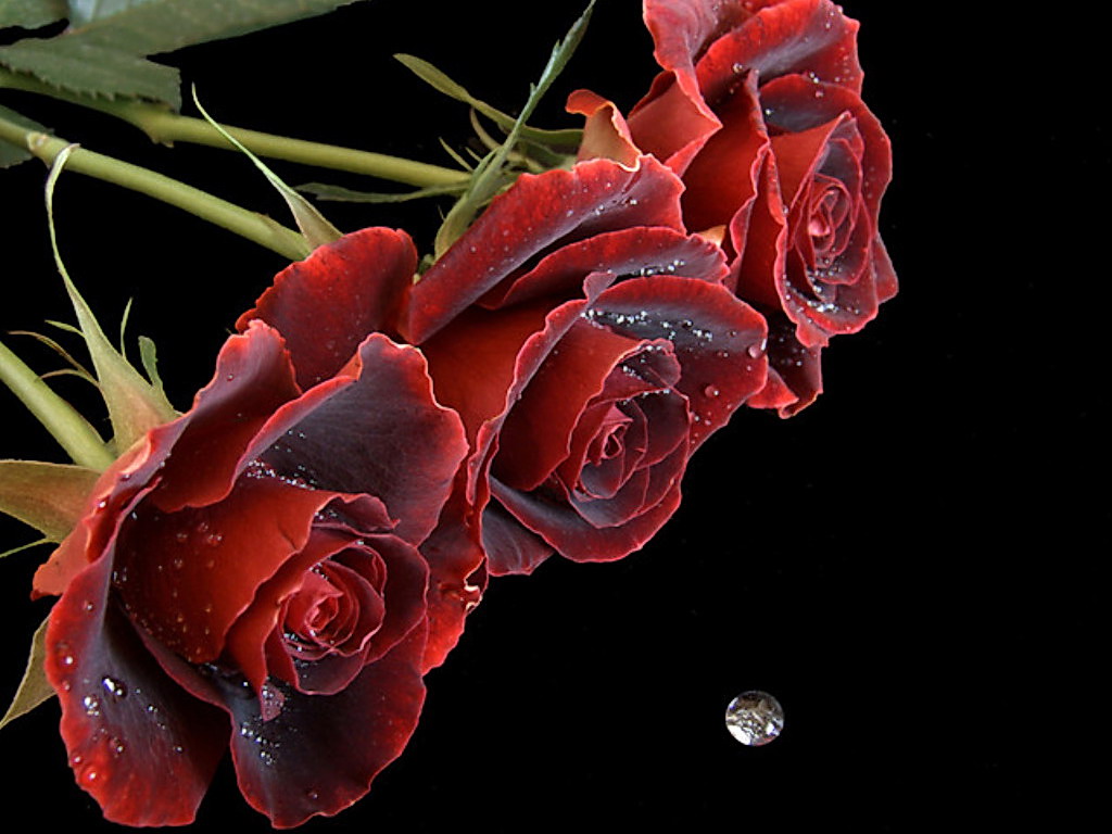 Red+Roses+With+Water+Drops.jpg