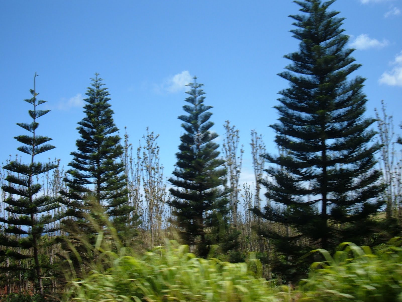 sammich Travel Inspiration Hawaii Flora