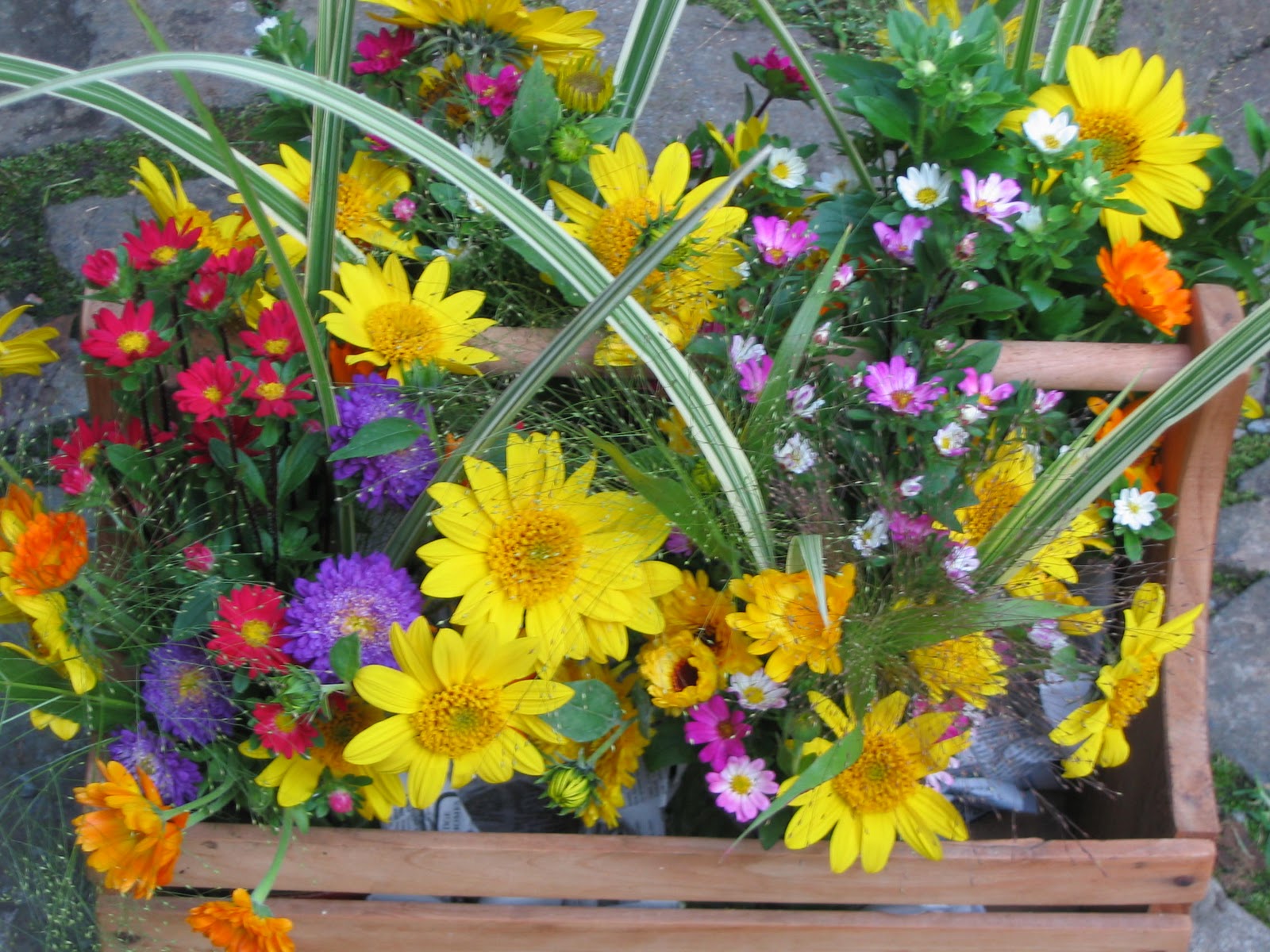 Notes and News from Shady Grove Gardens Late August Cut Flower List