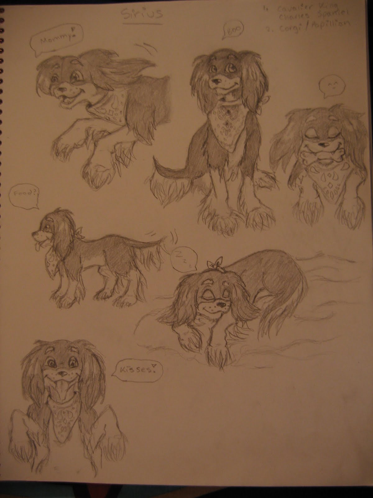 NikkiCat's Art: Sketch Dump- Cavalier King Charles Spaniel