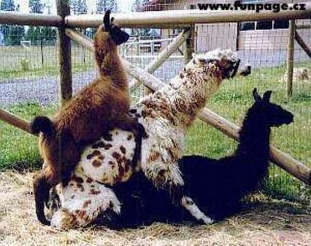 Llamas safadas.
