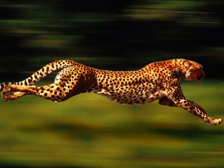 [cheetah.jpg]