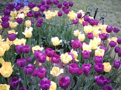 The Tulip Festival Albany NY