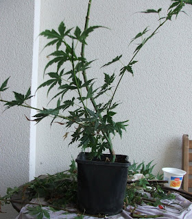 Shohin y mini bonsai: julio 2010