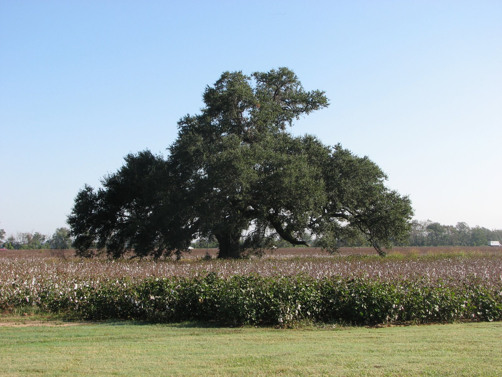 [Frogmore+cotton.JPG]