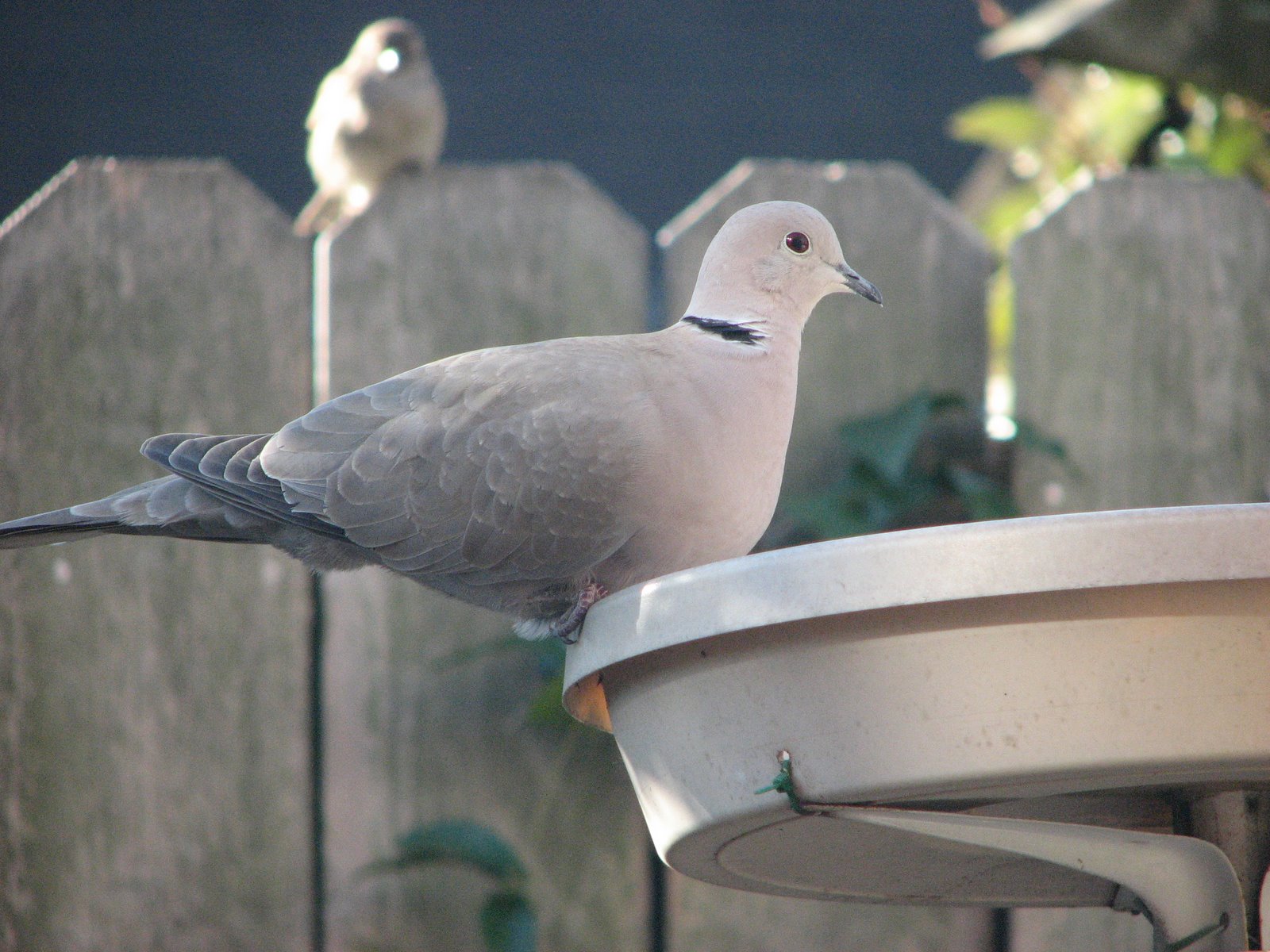 [Collard+Dove+3.JPG]