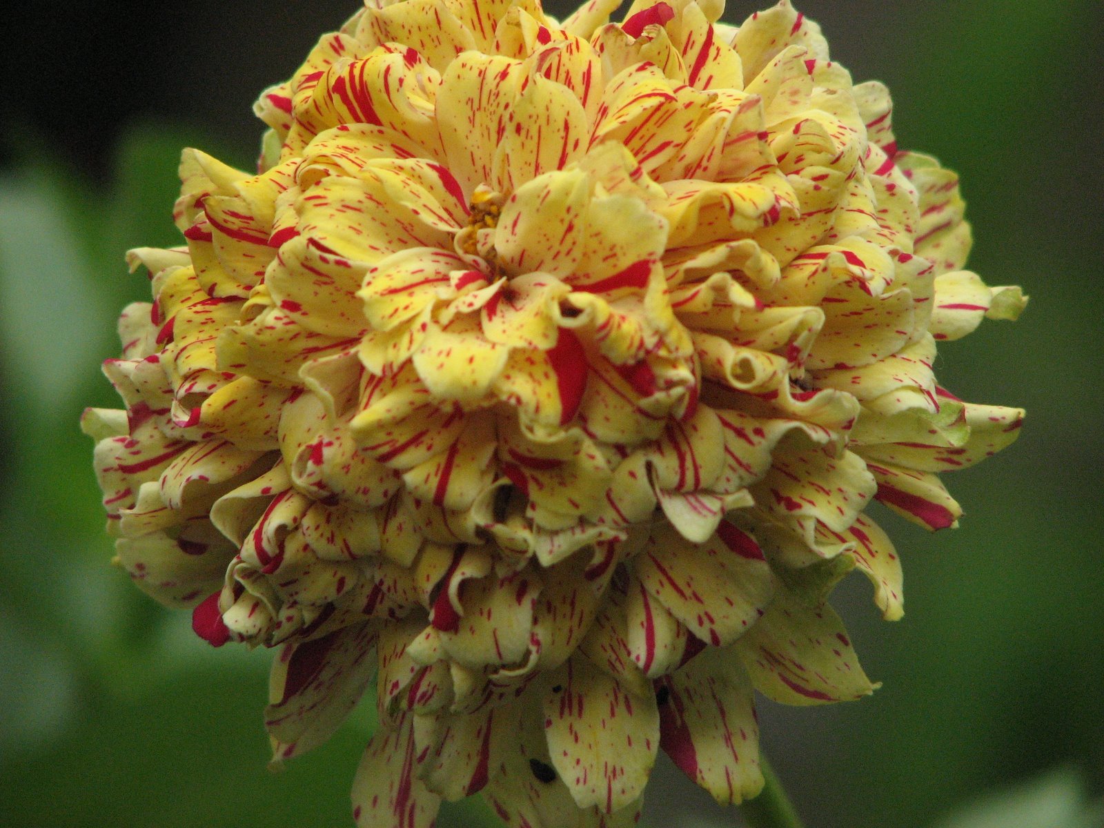 [stripe+red:yellow+z.JPG]