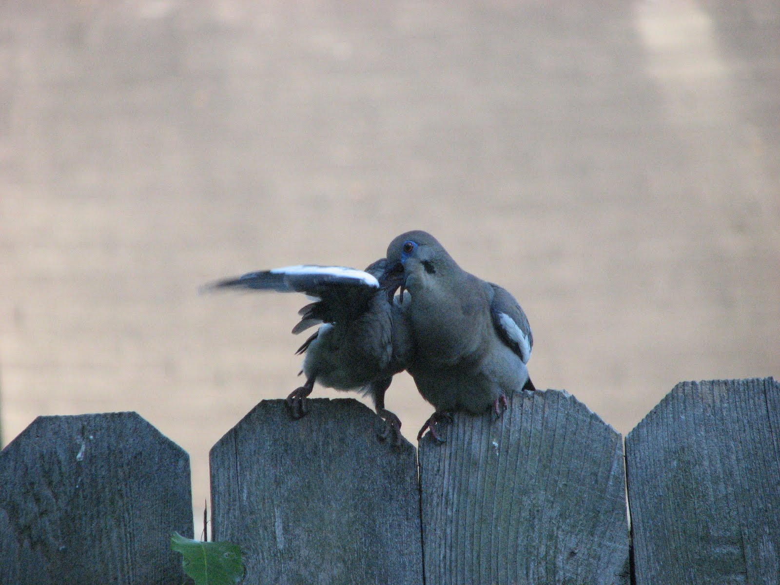[baby+eating:doves+4.JPG]