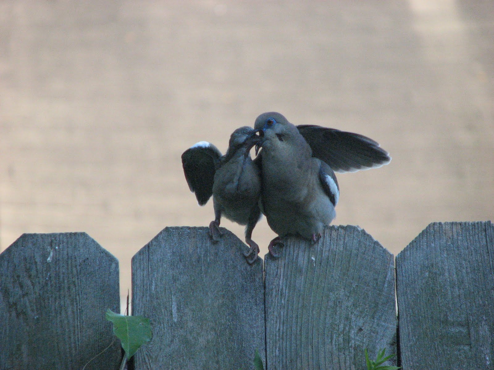 [doves+eating+3.JPG]