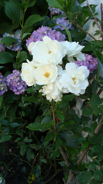 Javi`s Garden: .-Rosas Blancas.-