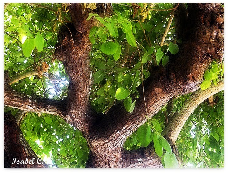 [3842811784_cef1ff7f93_o.jpg]