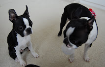 The Boston Boys