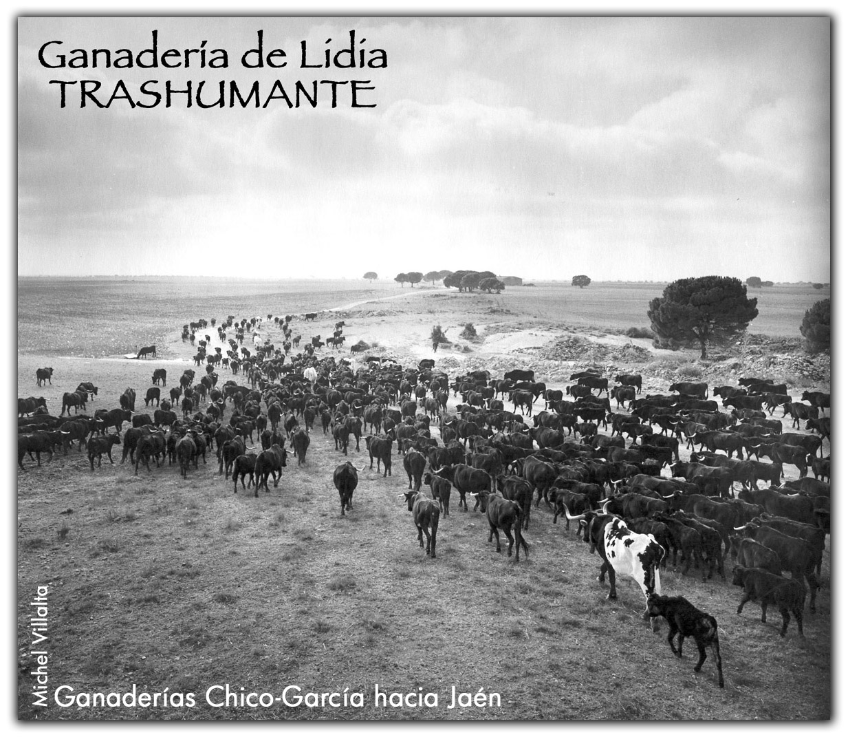 Albarracín y su Comarca, Participación Ciudadana online LA