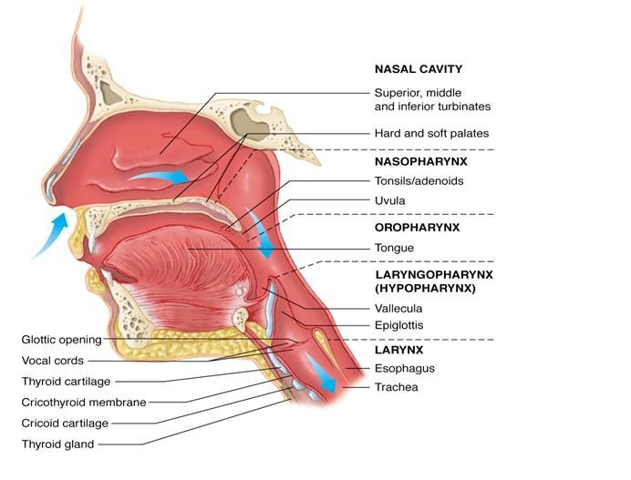 MEDICAL NURSING: Anatomy of Lung