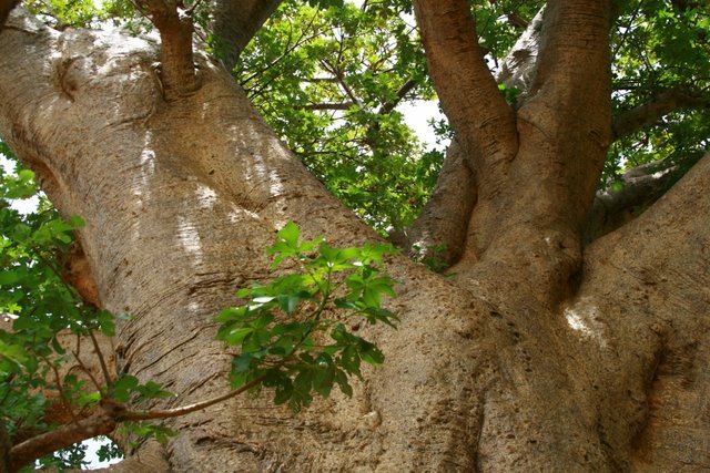 Baobab +100 años